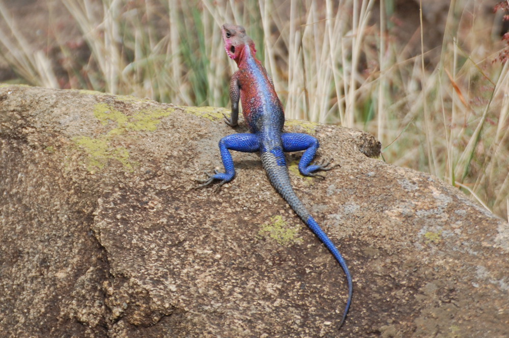 Tanzania - Agama agama